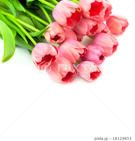Bouquet of Light Pink Tulips with love, isolated 18129653