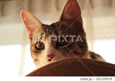のぞき見中の猫 のぞき見中の猫 18129916