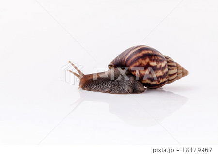 Closeup of garden snail isolate on white . Closeup of garden snail isolate on white . 18129967