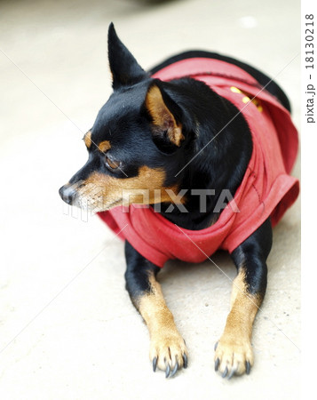black fat cute lovely miniature pincher dog black fat cute lovely miniature pincher dog 18130218