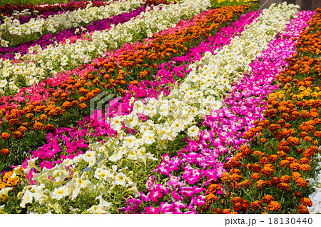 Close-up view of flower bed Close-up view of flower bed 18130440