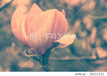 Blossoming of magnolia flowers in spring time Blossoming of magnolia flowers in spring time 18131221