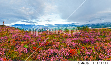 September morning country foothills with heather flowers and woo 18131314