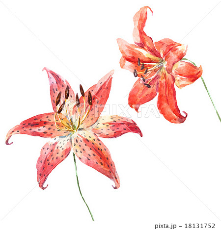 Vector watercolor lilies Vector watercolor lilies 18131752