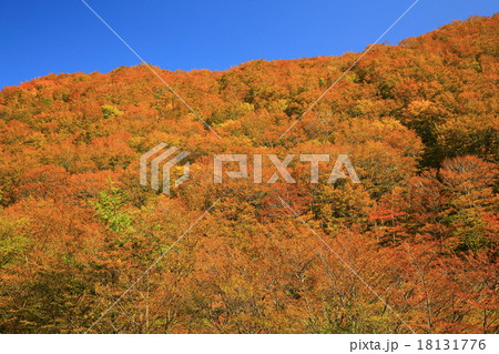 紅葉の錦秋湖の写真素材