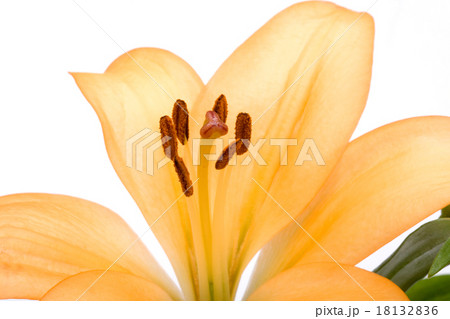 オレンジ色のユリ 18132836