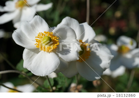 しゅうめいぎく 18132860