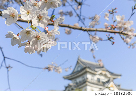 桜風景 桜風景 18132906