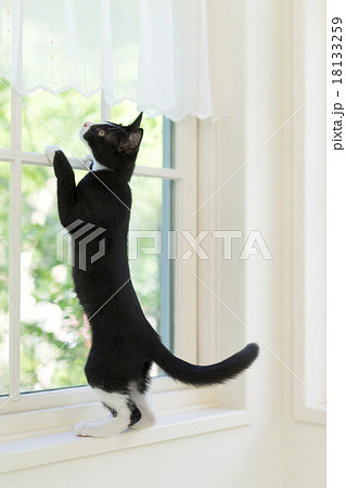 窓によじ登る猫の写真素材