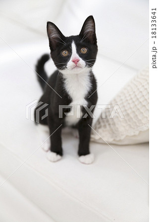 見上げる猫 18133641