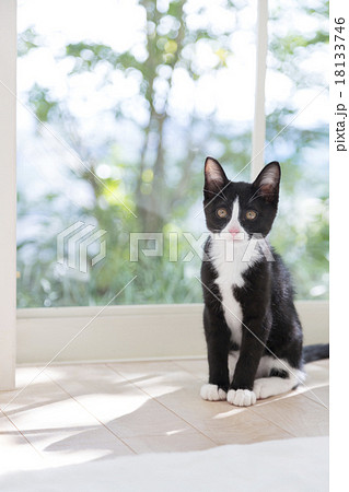 窓辺の猫 18133746