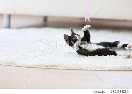 リボンで遊ぶネコ 18133826