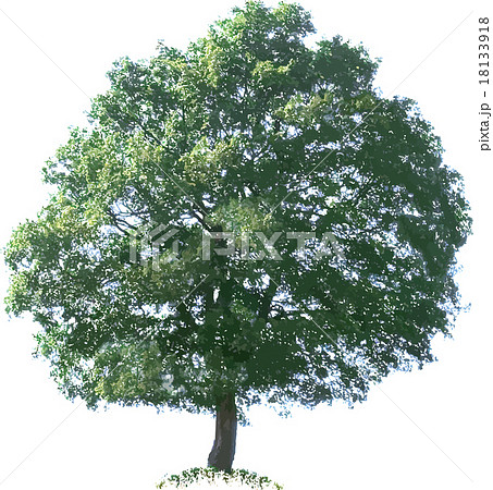 Oak Tree Vector 18133918