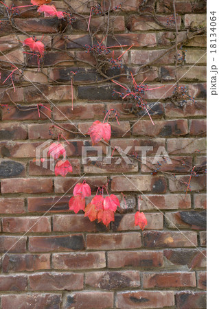 ツタのからまるレンガ壁 ツタのからまるレンガ壁 18134064