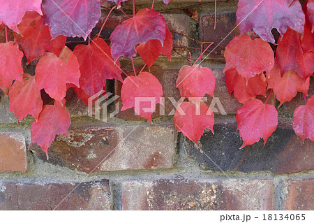 ツタのからまるレンガ壁 18134065
