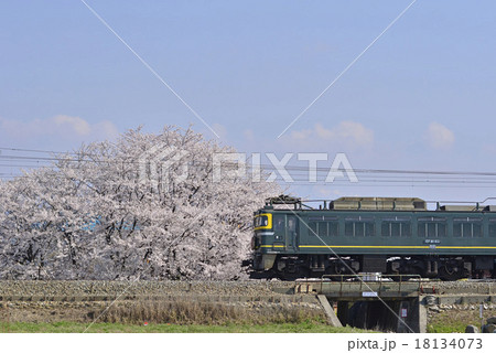 トワイライトエクスプレス 桜 トワイライトエクスプレス 桜 18134073