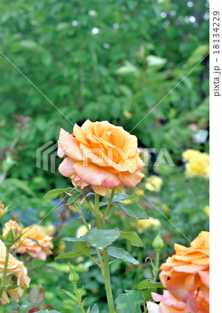 薔薇 薔薇 18134229