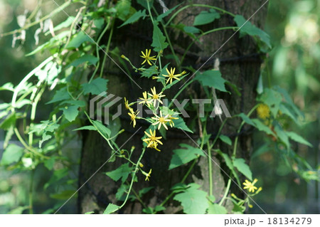 雪見菊　木登り菊と呼ばれています。 18134279