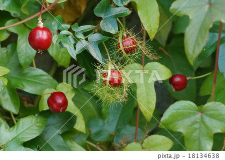 トケイソウ　レッドアプル 18134638