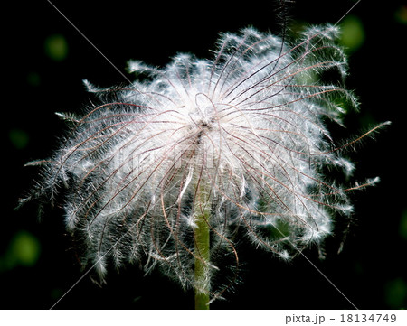 オキナグサ オキナグサ 18134749