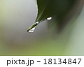 水滴 18134847