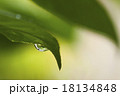水滴 18134848