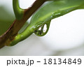 水滴 18134849