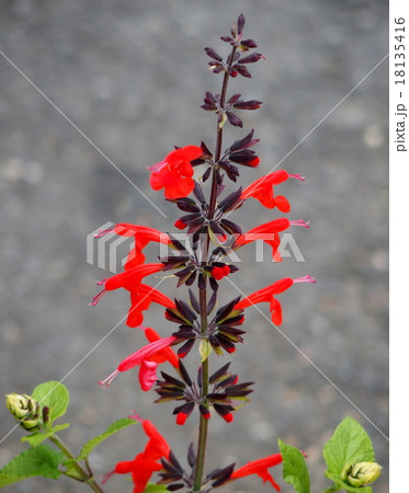 ベニバナサルビア ベニバナサルビア 18135416