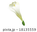 フリージアの花弁 18135559