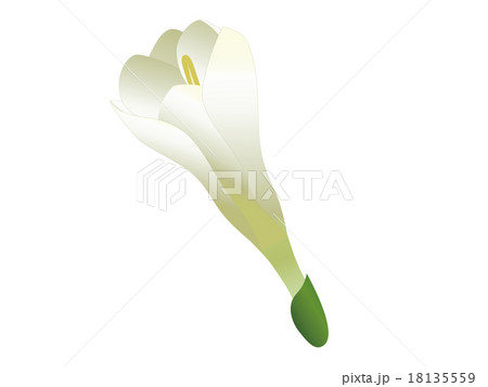 フリージアの花弁 フリージアの花弁 18135559