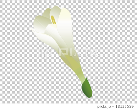 フリージアの花弁 フリージアの花弁 18135559