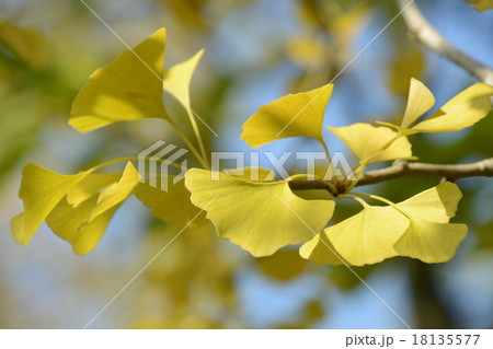 イチョウ紅葉 18135577
