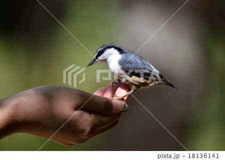 ゴジュウカラ ゴジュウカラ 18136141