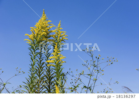 野の花の秋 18136297