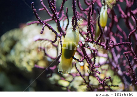 Dogfish shark eggs close up detail 18136360