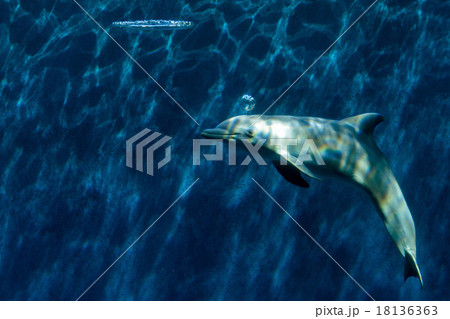 Dolphin playing with bubbles Underwater Dolphin playing with bubbles Underwater 18136363