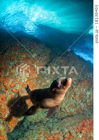 Puppy newborn californian sea lion seal portrait 18136403