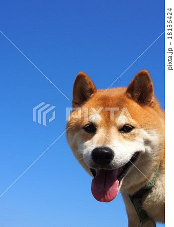 愛嬌のある顔で笑う柴犬 愛嬌のある顔で笑う柴犬 18136424