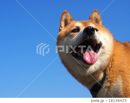 愛嬌のある顔で笑う柴犬 愛嬌のある顔で笑う柴犬 18136425