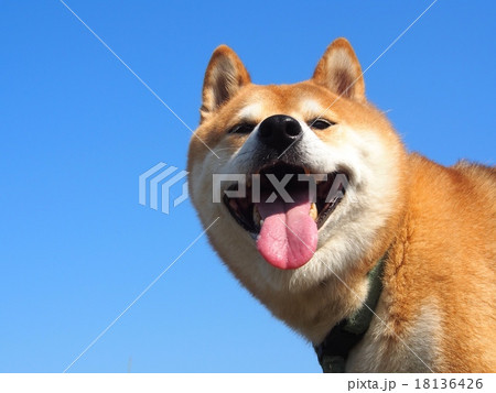 愛嬌のある顔で笑う柴犬 愛嬌のある顔で笑う柴犬 18136426