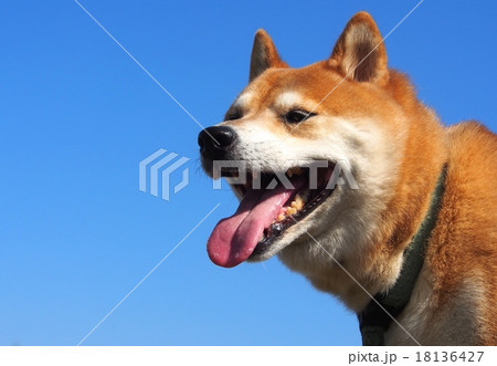 愛嬌のある顔で笑う柴犬 18136427