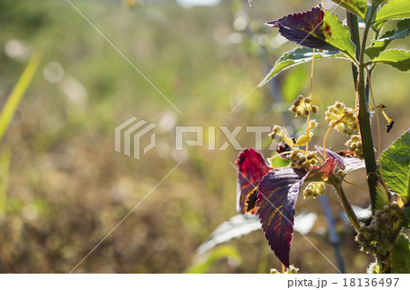 野の花の秋 野の花の秋 18136497