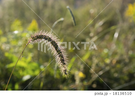 野の花の秋 野の花の秋 18136510