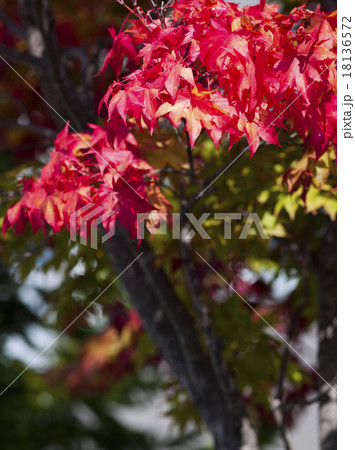 紅葉 18136572