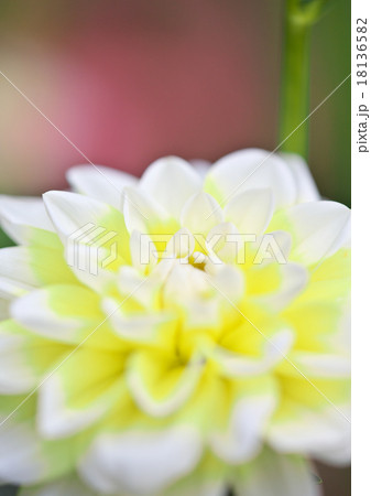 ダリア咲く 18136582