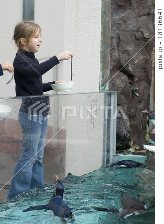 aquarium, fish tank, penguins, zoo, little girl aquarium, fish tank, penguins, zoo, little girl 18136641