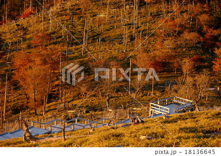 正木峠の朝焼け(奈良県吉野郡上北山村) 正木峠の朝焼け(奈良県吉野郡上北山村) 18136645