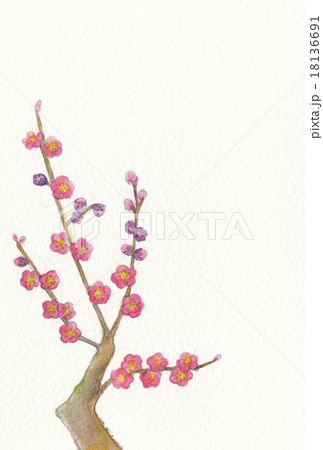 水彩　紅梅 18136691