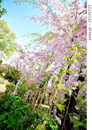 桜 桜 18136725