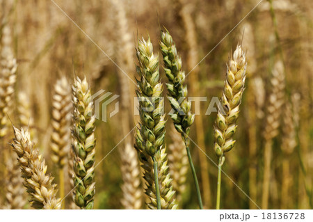cereals  18136728